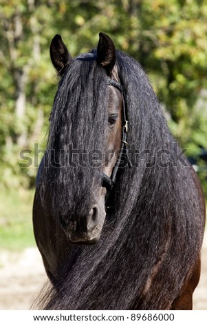 black frisian horse portrait