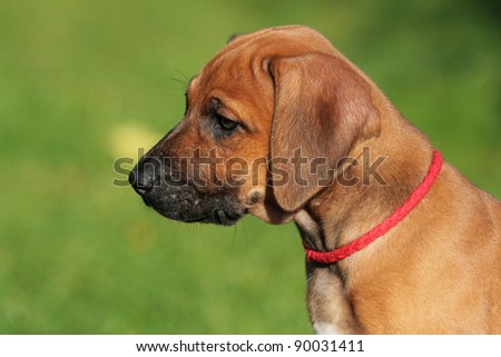 lovely rhodesian ridgeback puppy with cute expression in his face