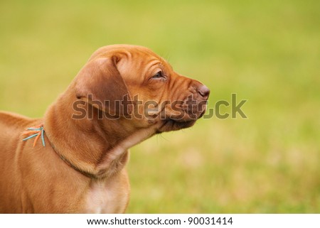 lovely rhodesian ridgeback puppy with cute expression in his face