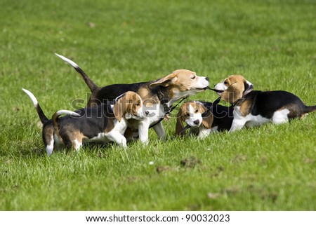 happy playing beagle family