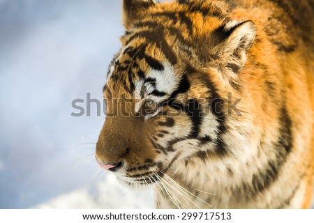 face of siberian tiger at harbin,china