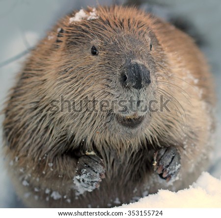 Beaver Close Up