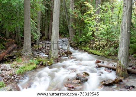 A stream coursing through the forest at spring run off