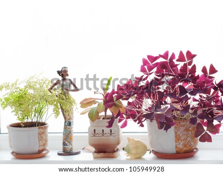 flowers at windowsill against autumn day