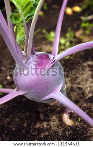 Kohlrabi growing on vegetable bed