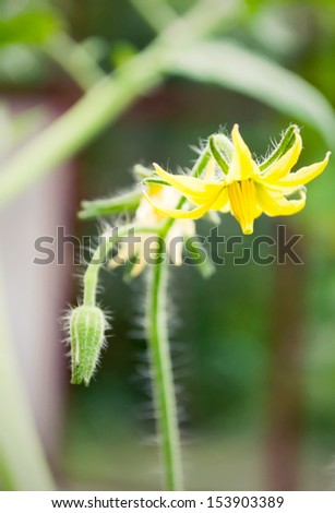 Flowers of tomato ready for pollination. Crop  tomato flowers on the stem