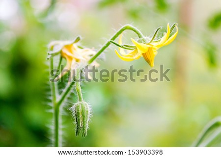 Flowers of tomato ready for pollination. Crop  tomato flowers on the stem