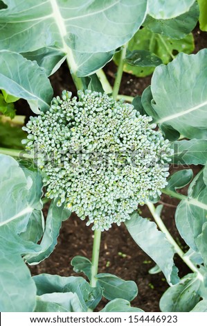 young broccoli growing on the vegetable bed