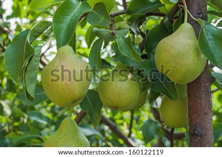 Pears on branch. Pears - orchard
