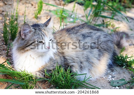 Gray Cat outdoor in nature