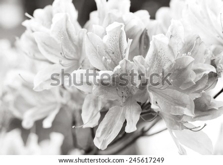 Beautiful rhododendron flowers. shallower depth of field.  black and white