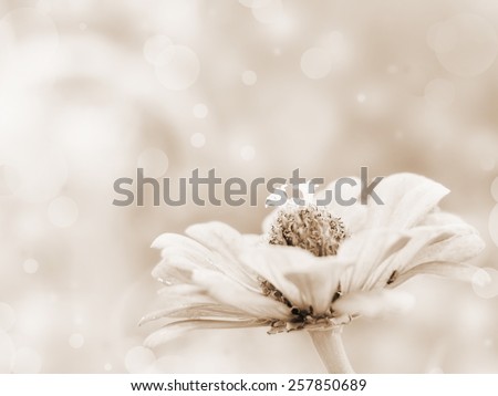 Sepia flower background