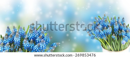 Blue background flowers