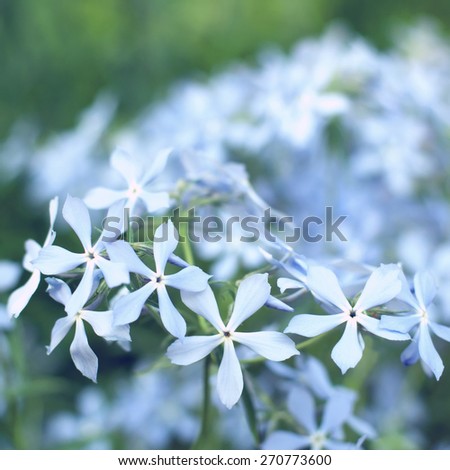 tender soft blue summer flowers. soft focus,