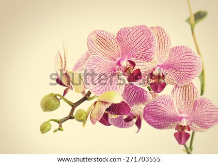 Beautiful orchid flowers on sepia background