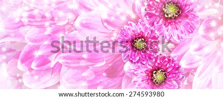Beautiful pink flowers background
