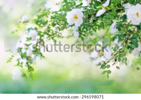 Blur spring blossom background. Blurred background with of blossoming roses