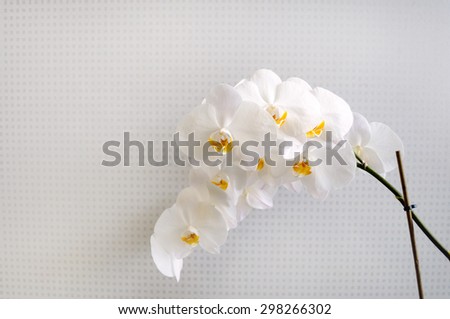 Delicate white orchid. Selective soft focus