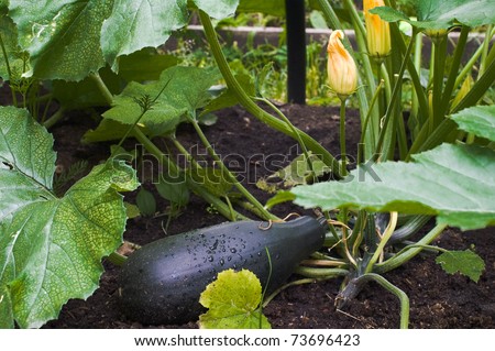 Green vegetable marrow on vegetable bed
