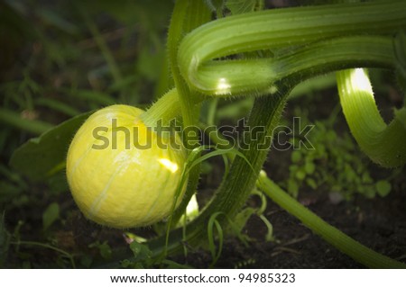 pumpkin growing on the vegetable patch