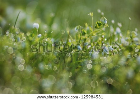 Fresh morning scene with dew on a spring grass and little white flowers