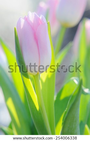 Bouquet of the fresh pink tulips in sunshine outdoor