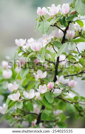 Fruit blossom bunch on natural background in spring