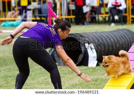 GANDIA, SPAIN - MAY 18: Dog and owner run in the Spanish Agility championship on May 18, 2013, Gandia, Spain