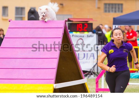 GANDIA, SPAIN - MAY 18: Dog and owner run in the Spanish Agility championship on May 18, 2013, Gandia, Spain