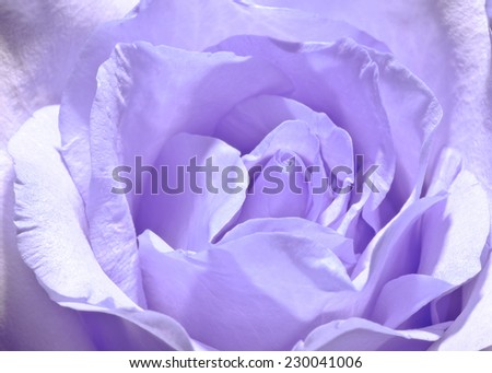 Purple rose valentine