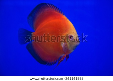 Red body and yellow face Discus fish