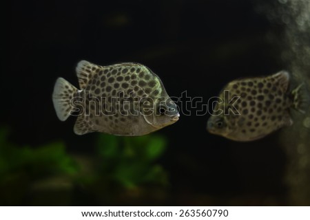 Spotted scat fish, Scatophagidae Thailand,river fish