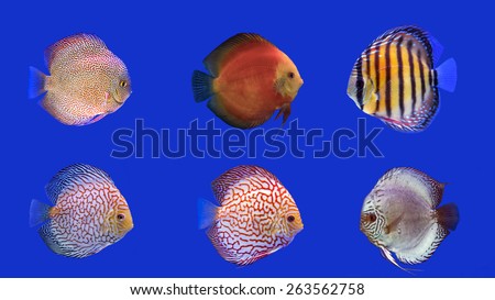 Combined six kinds of discus fish on blue background