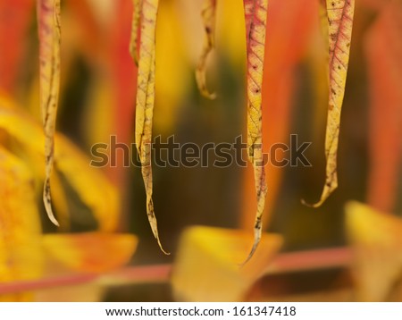 Autumn leaf detail, beautiful yellow-orange colors, macro; low DOF