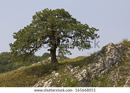 Beautiful sole tree in the summer landscape