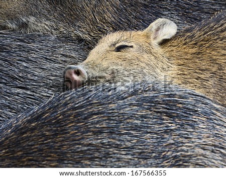 sleeping wild boar puppy, detail