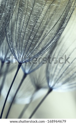 beautiful artistic macro detail, plant bowls, silvery azure, detail