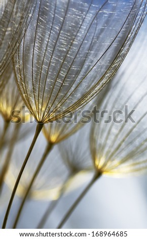beautiful artistic macro detail, golden lit plant bowls