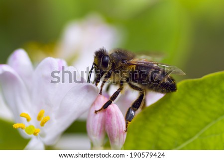 honey bee on flower, macro detail