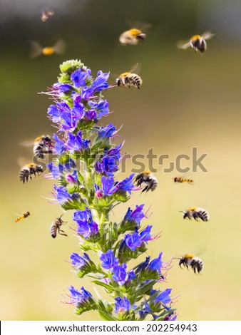 a lot of bees flying around a flower, pollinating, nice detail with soft blurred background
