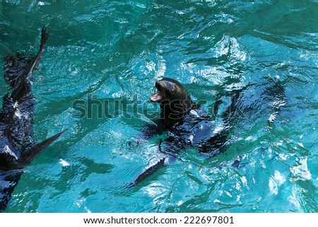 sea lions swimming in a sun sparkling blue water
