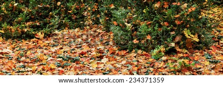 foliage - fallen autumn leaves under the trees, panorama