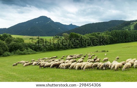 flock of sheep breeding in the green grass mountain meadow - one sheep looking straight into camera