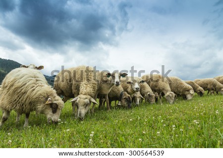 flock of sheep breeding in the green grass mountain meadow - two sheep looking straight into camera