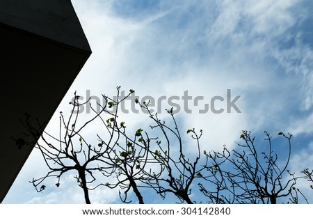 blue sky with white clouds and silhouettes of trees and part of a building