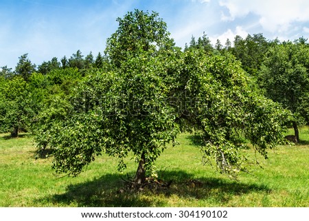 apple trees in apple orchard in a summer day