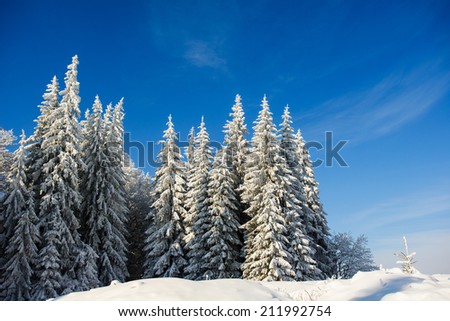 fantastic blue sky and snow-covered trees in the mountains