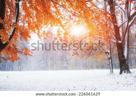 Sunlight breaks through the autumn leaves of the trees in the early days of winter