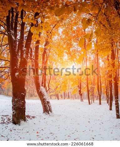 Sunlight breaks through the autumn leaves of the trees in the early days of winter
