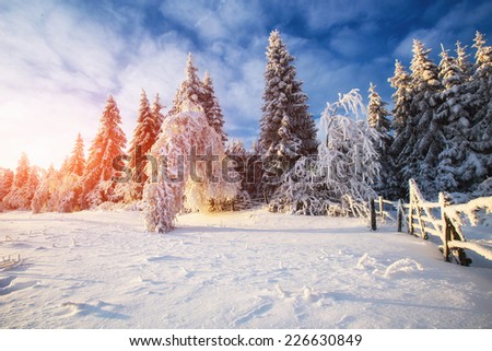 winter landscape trees in iniyi